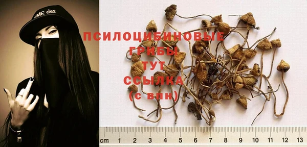 ПСИЛОЦИБИНОВЫЕ ГРИБЫ Бородино